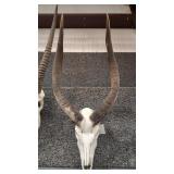 AFRICAN ANTELOPE SKULL MOUNT