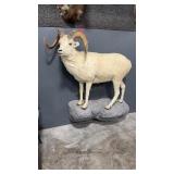 DALL SHEEP FULL BODY MOUNT