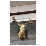 MULE DEER REPRODUCTION ANTLERS SHOULDER MOUNT