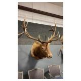 6 X 6 ROCKY MOUNTAIN ELK SHOULDER MOUNT