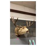 MULE DEER REPRODUCTION ANTLERS SHOULDER MOUNT
