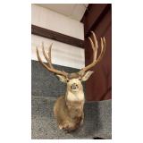 MULE DEER REPRODUCTION ANTLERS SHOULDER MOUNT
