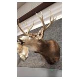 MULE DEER SHOULDER MOUNT