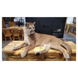 MOUNTAIN LION FULL BODY TAXIDERMY MOUNT