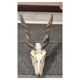 AFRICAN ELAND ANTELOPE SKULL MOUNT