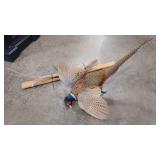 PHEASANT TAXIDERMY WALL MOUNT