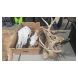2 ELK SKULLS, DEER SKULL & MOOSE PADDLE