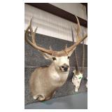 MULE DEER SHOULDER MOUNT