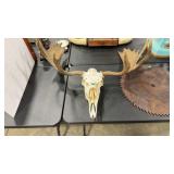 43' MOOSE EURO MOUNT