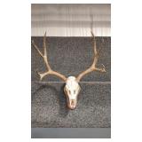 EUROPEAN STYLE MULE DEER MOUNT ON PLAQUE