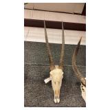 AFRICAN GEMSBOK SKULL MOUNT