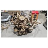 GROUP OF ANTLERS