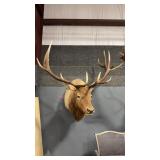 6 X 6 ROCKY MOUNTAIN ELK SHOULDER MOUNT