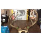 WHITE TAIL ANTLERS