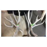GROUP OF ANTLERS