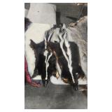 2 SKUNK PELTS