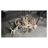 GROUP OF ANTLERS