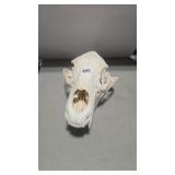 BEAR SKULL 11.5' LONG