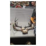 2 WHITETAIL DEER ANTLER MOUNTS