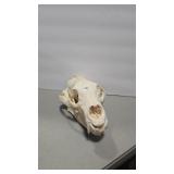BEAR SKULL 11' LONG