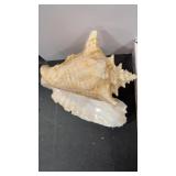 CONCH SHELL