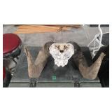 BIGHORN SHEEP SKULL