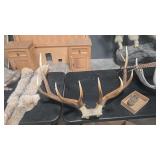 6X6 ELK ANTLER MOUNT