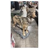 FULL BODY WOLF TAXIDERMY MOUNT