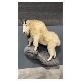 FULL BODY MOUNTAIN GOAT TAXIDERMY MOUNT