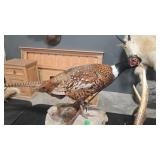 FULL BODY PHEASANT TAXIDERMY MOUNT