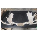 MOOSE ANTLER MOUNT