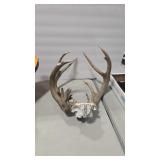 ATYPICAL WHITETAIL DEER ANTLERS