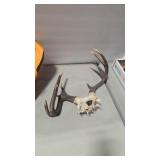 ATYPICAL WHITETAIL DEER ANTLERS