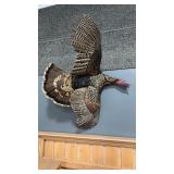 FULL BODY TURKEY TAXIDERMY MOUNT