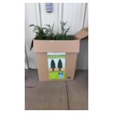 3 FAKE PLANTS