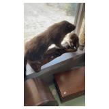 MUSKRAT TAXIDERMY MOUNT