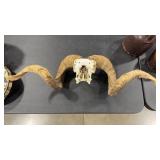 RAM SKULL & HORNS