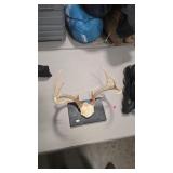 WHITETAIL DEER ANTLER MOUNT ON WOOD PLAQUE