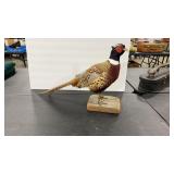 PHEASANT  TAXIDERMY