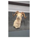 SHOULDER MOUNT DALL SHEEP