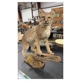 FOG THE BOBCAT TAXIDERMY