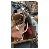 GROUP OF ANTLERS