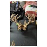 GROUP OF DEER ANTLERS