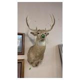 WHITE TAIL DEER TAXIDERMY MOUNT