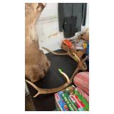 ELK ANTLERS