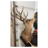 MOUNTED MULE DEER