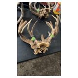 GROUP OF DEER ANTLERS