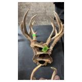 GROUP OF DEER ANTLERS