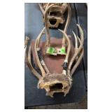 GROUP OF DEER ANTLERS