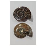24G AMMONITE FOSSEL SET POLISHED